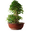 Acer buergerianum, 59 cm, ± 35 años, con un nebari de 26,5 cm