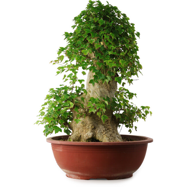 Acer buergerianum, 59 cm, ± 35 anni, con un nebari di 26,5 cm