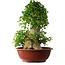 Acer buergerianum, 59 cm, ± 35 años, con un nebari de 26,5 cm