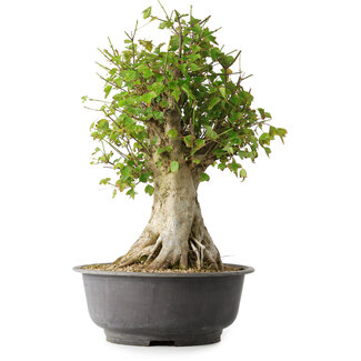 Acer buergerianum, 46,5 cm, ± 35 años