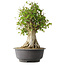Acer buergerianum, 46,5 cm, ± 35 años, con un nebari de 21,5 cm