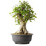 Acer buergerianum, 46,5 cm, ± 35 años, con un nebari de 21,5 cm