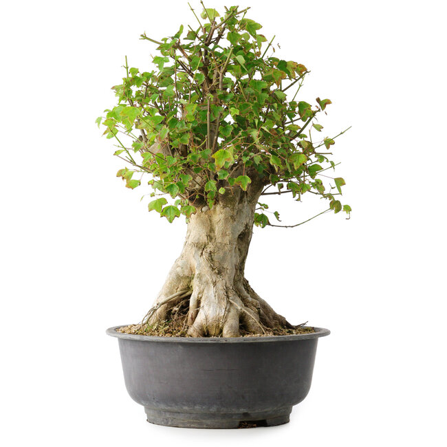 Acer buergerianum, 46,5 cm, ± 35 ans, avec un nebari de 21,5 cm