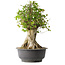 Acer buergerianum, 46,5 cm, ± 35 años, con un nebari de 21,5 cm