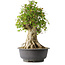 Acer buergerianum, 46,5 cm, ± 35 años, con un nebari de 21,5 cm