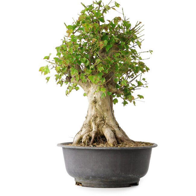 Acer buergerianum, 46,5 cm, ± 35 ans, avec un nebari de 21,5 cm