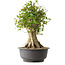 Acer buergerianum, 46,5 cm, ± 35 años, con un nebari de 21,5 cm
