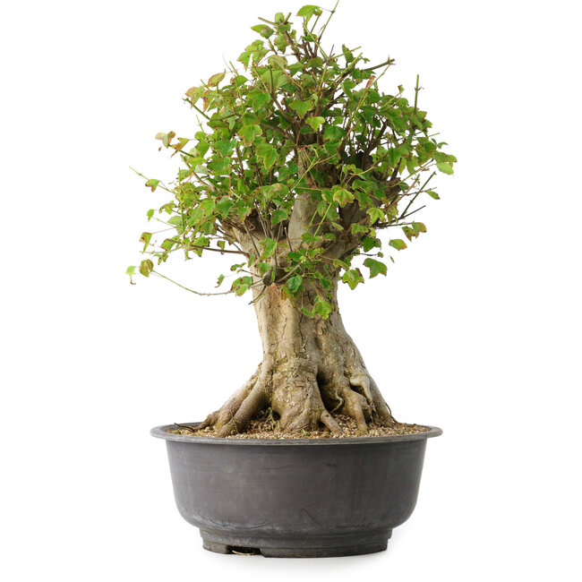 Acer buergerianum, 46,5 cm, ± 35 ans, avec un nebari de 21,5 cm