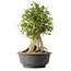 Acer buergerianum, 46,5 cm, ± 35 años, con un nebari de 21,5 cm