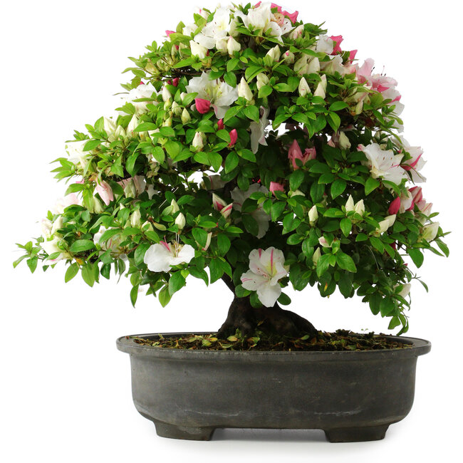 Rhododendron indicum, 50 cm, ± 30 jaar oud, in een pot met wat chips van één voet