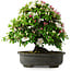 Rhododendron indicum, 50 cm, ± 30 anni, in un vaso con alcuni frammenti di un piede