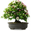Rhododendron indicum, 50 cm, ± 30 jaar oud, in een pot met wat chips van één voet