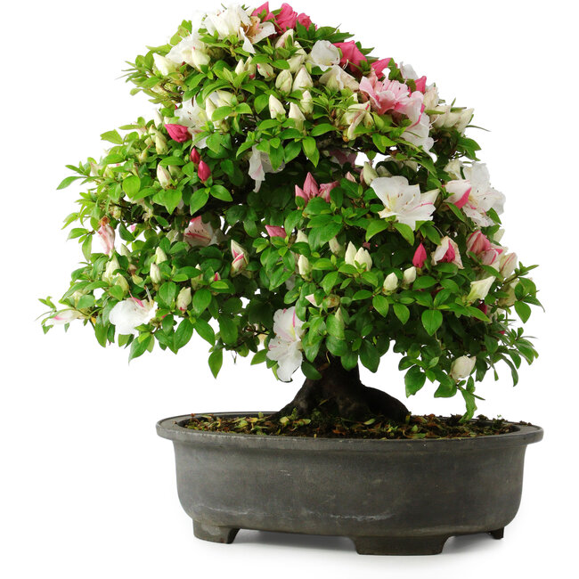 Rhododendron indicum, 50 cm, ± 30 Jahre alt, in einem Topf mit einigen Chips von einem Fuß