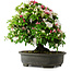Rhododendron indicum, 50 cm, ± 30 jaar oud, in een pot met wat chips van één voet
