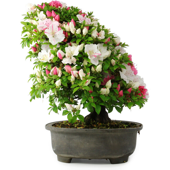 Rhododendron indicum, 50 cm, ± 30 anni, in un vaso con alcuni frammenti di un piede