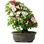 Rhododendron indicum, 50 cm, ± 30 Jahre alt, in einem Topf mit einigen Chips von einem Fuß