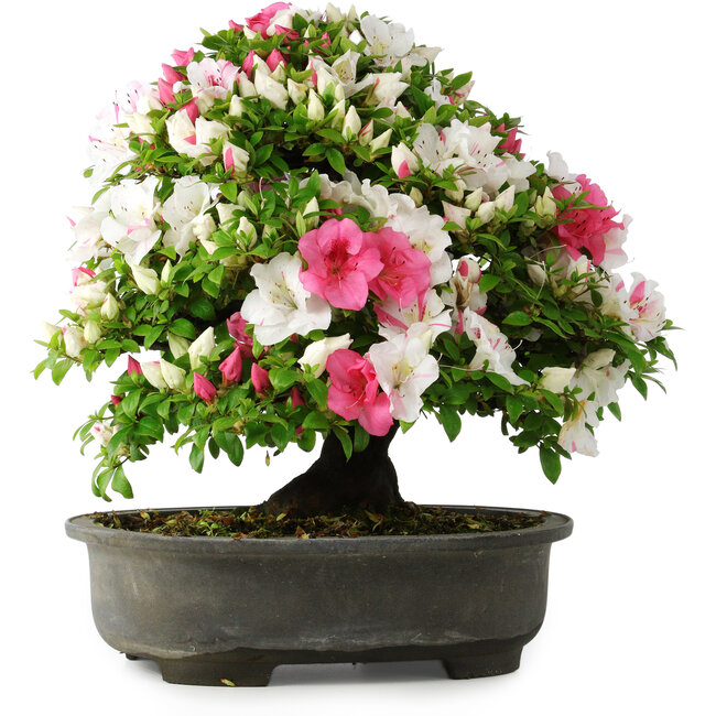 Rhododendron indicum, 50 cm, ± 30 years old, in a pot with some chips of one foot