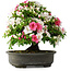 Rhododendron indicum, 50 cm, ± 30 jaar oud, in een pot met wat chips van één voet