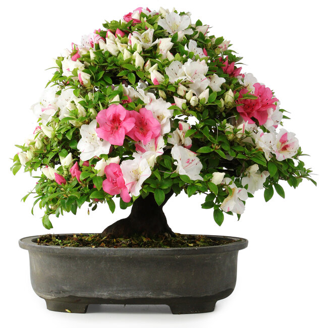 Rhododendron indicum, 50 cm, ± 30 years old, in a pot with some chips of one foot