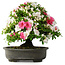 Rhododendron indicum, 50 cm, ± 30 jaar oud, in een pot met wat chips van één voet