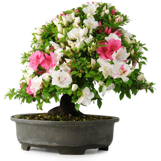 Rhododendron indicum, 50 cm, ± 30 anni, in un vaso con alcuni frammenti di un piede