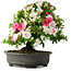 Rhododendron indicum, 50 cm, ± 30 jaar oud, in een pot met wat chips van één voet