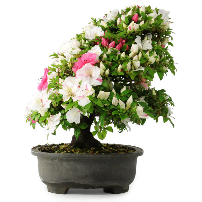 Rhododendron indicum, 50 cm, ± 30 anni, in un vaso con alcuni frammenti di un piede