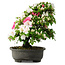 Rhododendron indicum, 50 cm, ± 30 Jahre alt, in einem Topf mit einigen Chips von einem Fuß