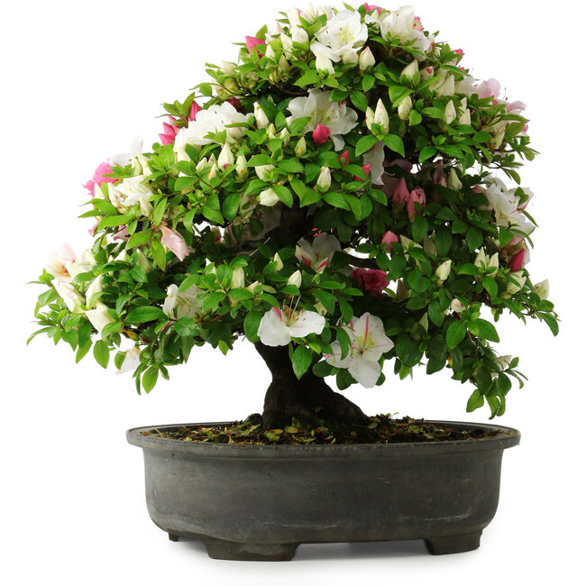 Rhododendron indicum, 50 cm, ± 30 anni, in un vaso con alcuni frammenti di un piede