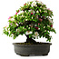Rhododendron indicum, 50 cm, ± 30 Jahre alt, in einem Topf mit einigen Chips von einem Fuß