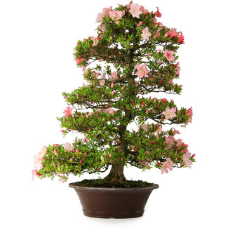 Rhododendron indicum Shinsui, 92 cm, ± 30 jaar oud