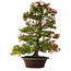 Rhododendron indicum Shinsui, 92 cm, ± 30 Jahre alt
