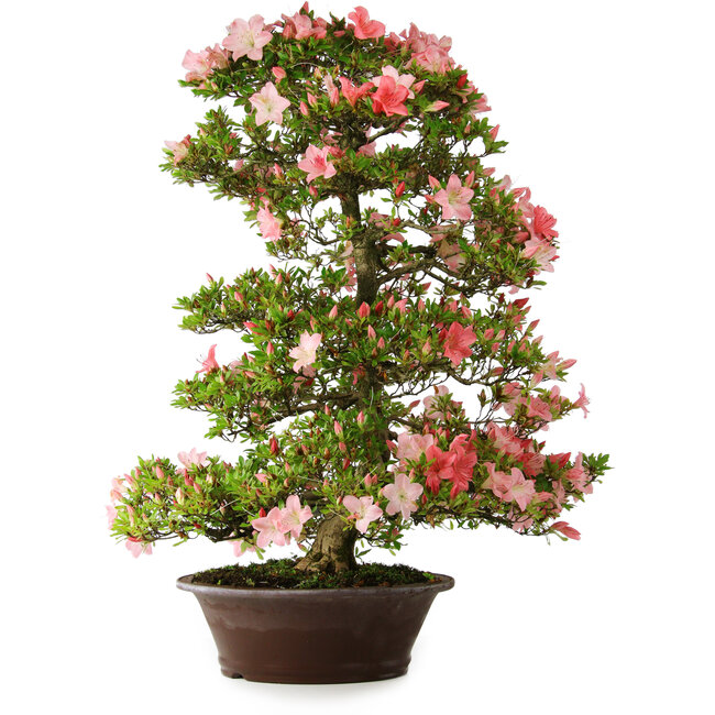 Rhododendron indicum Shinsui, 92 cm, ± 30 ans