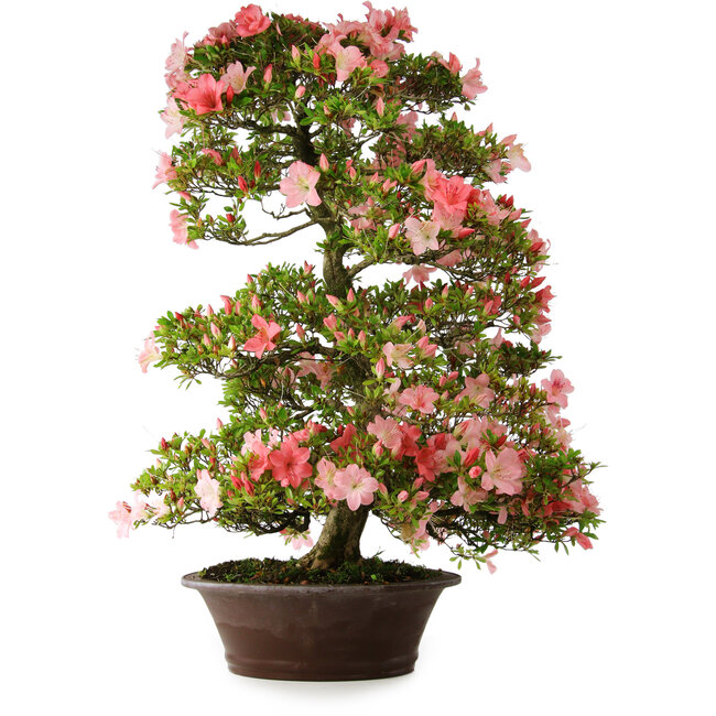 Rhododendron indicum Shinsui, 92 cm, ± 30 jaar oud