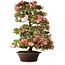 Rhododendron indicum Shinsui, 92 cm, ± 30 jaar oud