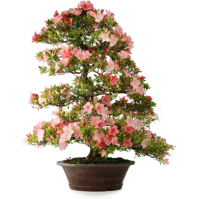 Rhododendron indicum Shinsui, 92 cm, ± 30 anni