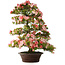 Rhododendron indicum Shinsui, 92 cm, ± 30 Jahre alt