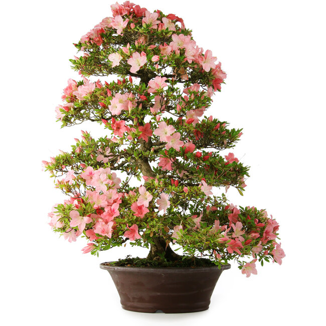 Rhododendron indicum Shinsui, 92 cm, ± 30 ans