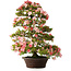 Rhododendron indicum Shinsui, 92 cm, ± 30 Jahre alt