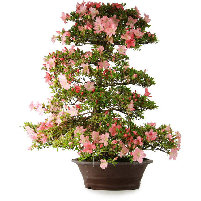 Rhododendron indicum Shinsui, 92 cm, ± 30 anni