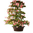 Rhododendron indicum Shinsui, 92 cm, ± 30 jaar oud