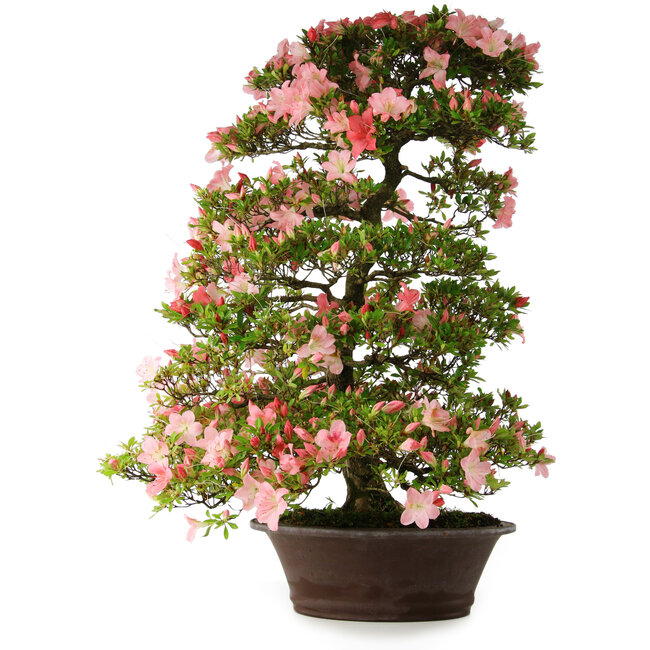 Rhododendron indicum Shinsui, 92 cm, ± 30 ans