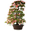 Rhododendron indicum Shinsui, 92 cm, ± 30 Jahre alt