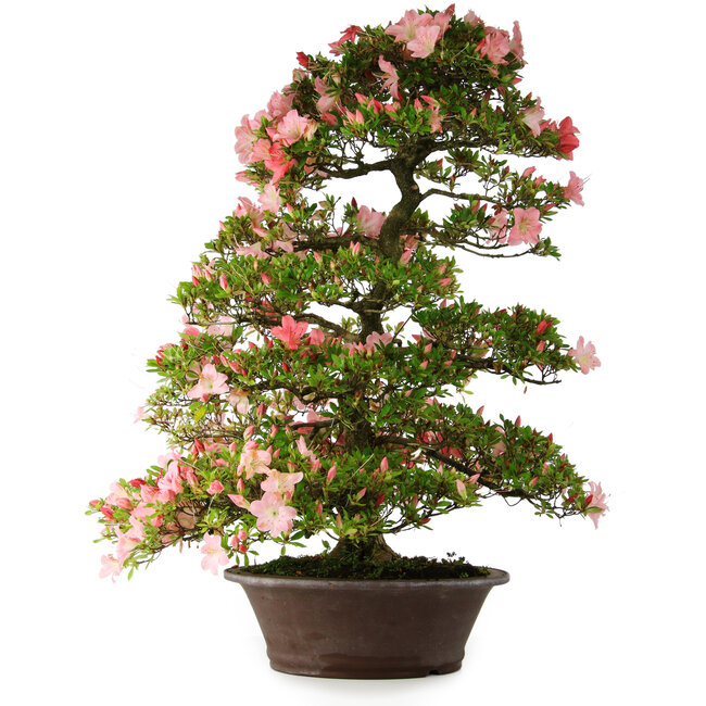 Rhododendron indicum Shinsui, 92 cm, ± 30 anni