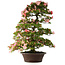 Rhododendron indicum Shinsui, 92 cm, ± 30 jaar oud