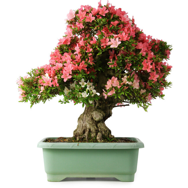 Rhododendron indicum Shin Nikko, 67 cm, ± 30 jaar oud, met een nebari van 20 cm