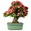 Rhododendron indicum Shin Nikko, 67 cm, ± 30 años, con un nebari de 20 cm