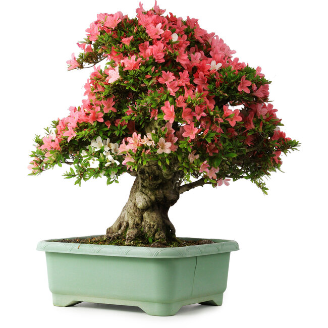 Rhododendron indicum Shin Nikko, 67 cm, ± 30 ans, avec un nebari de 20 cm