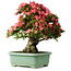 Rhododendron indicum Shin Nikko, 67 cm, ± 30 años, con un nebari de 20 cm