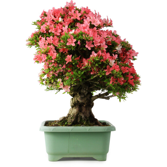 Rhododendron indicum Shin Nikko, 67 cm, ± 30 ans, avec un nebari de 20 cm